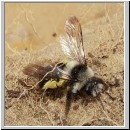 Andrena cineraria - Sandbiene w01.jpg